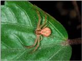 Elegant Crab Spider (Xysticus elegans)