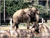 California Souvenirs - San Diego Zoo - Elephant getting along with the heat