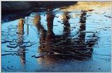 elephant reflection