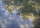 Summer in the Park: Eliz-Reflections1.jpg