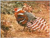 Elliot's Pheasant, Syrmaticus ellioti