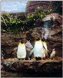 Emperor penguins