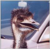 emu