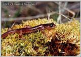 Oregon ensatina