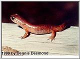 Painted Ensatina Salamander