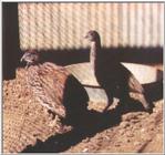 Erckel's Francolin, Francolinus erckelii