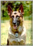 Re: need pics of military dogs (german shepard)