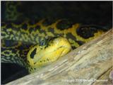 yellow anaconda