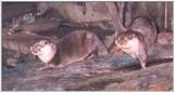 Re: Otter pics needed please -- Asian small-clawed otter (Aonyx cinereus)