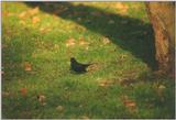 Birds from the Netherlands - Common Blackbird