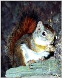 Re: Squirrel