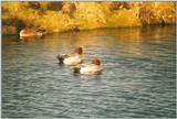 Birds from the Netherlands - eurasian wigeons2.jpg