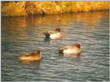 Birds from the Netherlands - eurasian wigeons3.jpg