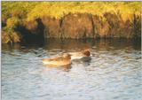 Birds from the Netherlands - eurasian wigeons4.jpg