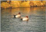 Birds from the Netherlands - eurasian wigeons5.jpg