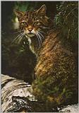 European-Wild-Cat