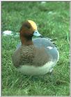 European Wigeon