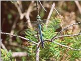 Emperor dragonfly 2