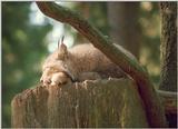 Been to Nindorf Wild Animal Park on Sunday - Twilight lynx taking a nap