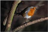 European Robin