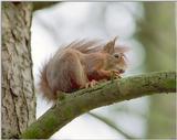 For Scarysquirrel and everybody else - Back from my trip - Tree squirrel enjoying a cone