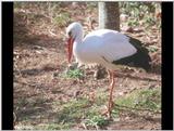 European White Stork 1
