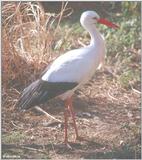 European White Stork 3