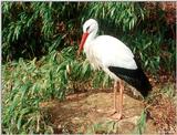 White Stork (Ciconia ciconia ciconia)  [1/3] - White Stork (Ciconia ciconia ciconia)001.jpg (1/1...