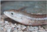 European glass lizard