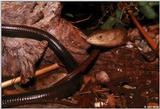 European glass lizards (Ophisaurus apodus)