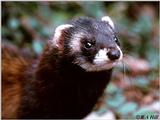 Polecat - European polecat (Mustela putorius)