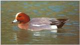 European Wigeon