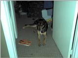dogs came to visit cats