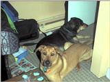 dogs came to visit cats