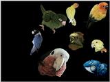 My own custumized wall papers, in JPG format - exotics.jpg (1/1)