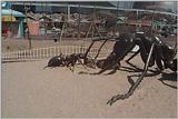 Expo13-IronSculputre-BlackAnts.jpg [1/1]