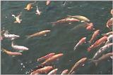 Expo34-GoldCarps.jpg [1/1]