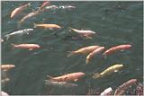 Expo35-GoldCarps.jpg [1/1]
