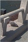 Expo36-BluePigeon.jpg [1/1]