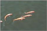 Expo37-GoldCarps.jpg [1/1]