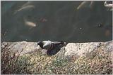 Expo38-BluePigeon-GoldCarps.jpg [1/1]