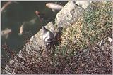 Expo39-BluePigeon-GoldCarps.jpg [1/1]