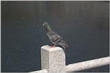 Expo41-BluePigeon.jpg [1/1]