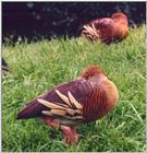 Eyton's Whistiling Duck