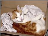 My Old Yeller Cat  1/3 JPG