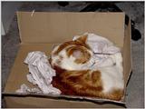 My Old Yeller Cat  2/3 JPG
