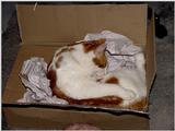 My Old Yeller Cat  3/3 JPG