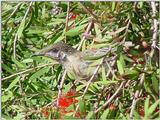 Australian Wattle Bird on Red Bottlebrush  JPG