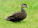 Australian Wood Duck Teal  1/2 JPG