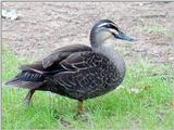 Australian Mallard Duck Canberra  JPG